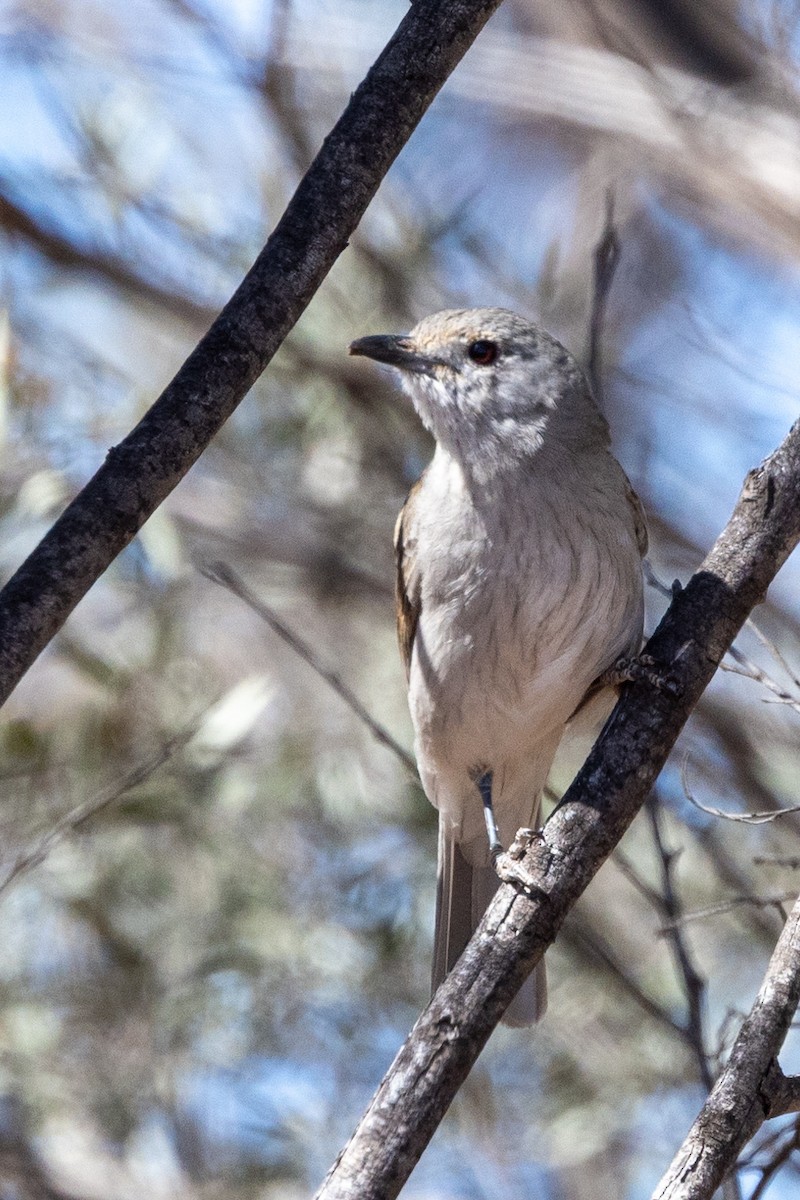 Gray Shrikethrush - ML623786204