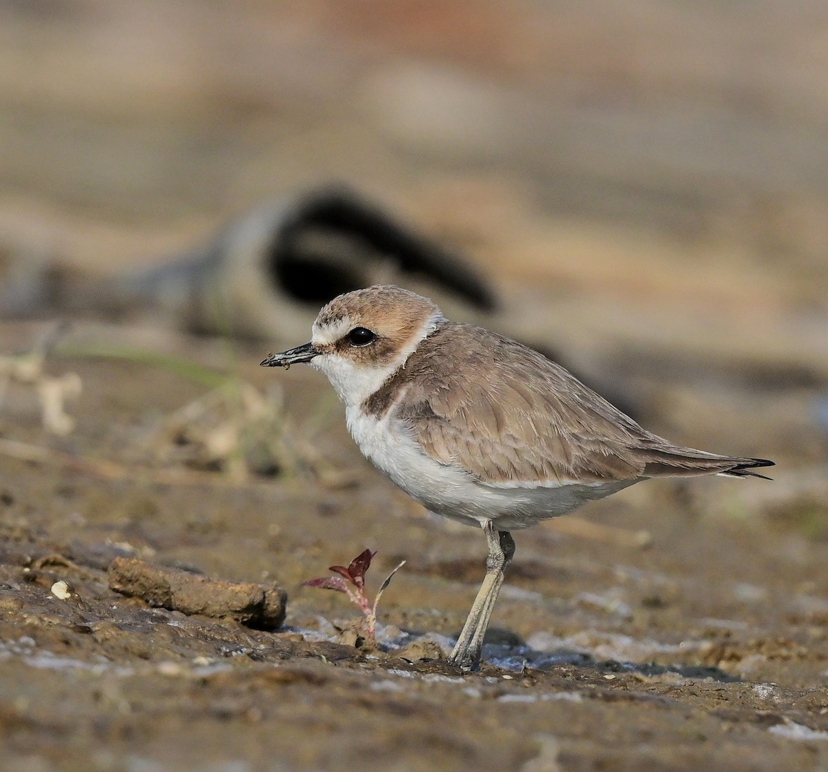 Kentish Plover - ML623786206