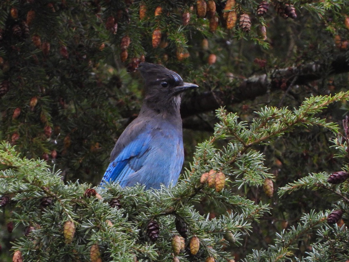 Steller's Jay - ML623786211