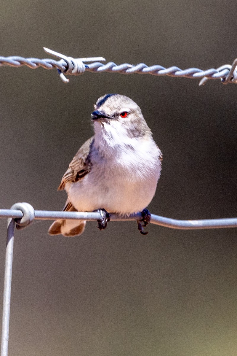 Western Gerygone - ML623786243