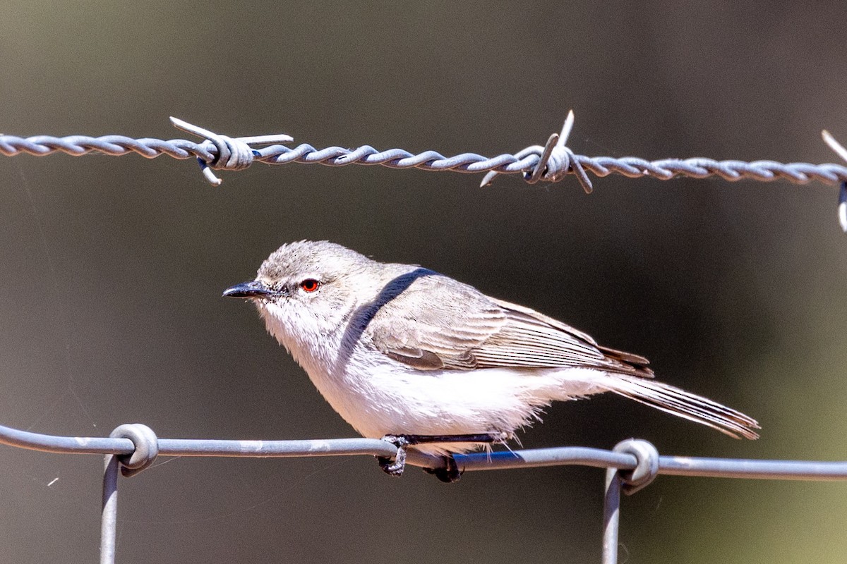 Western Gerygone - ML623786244