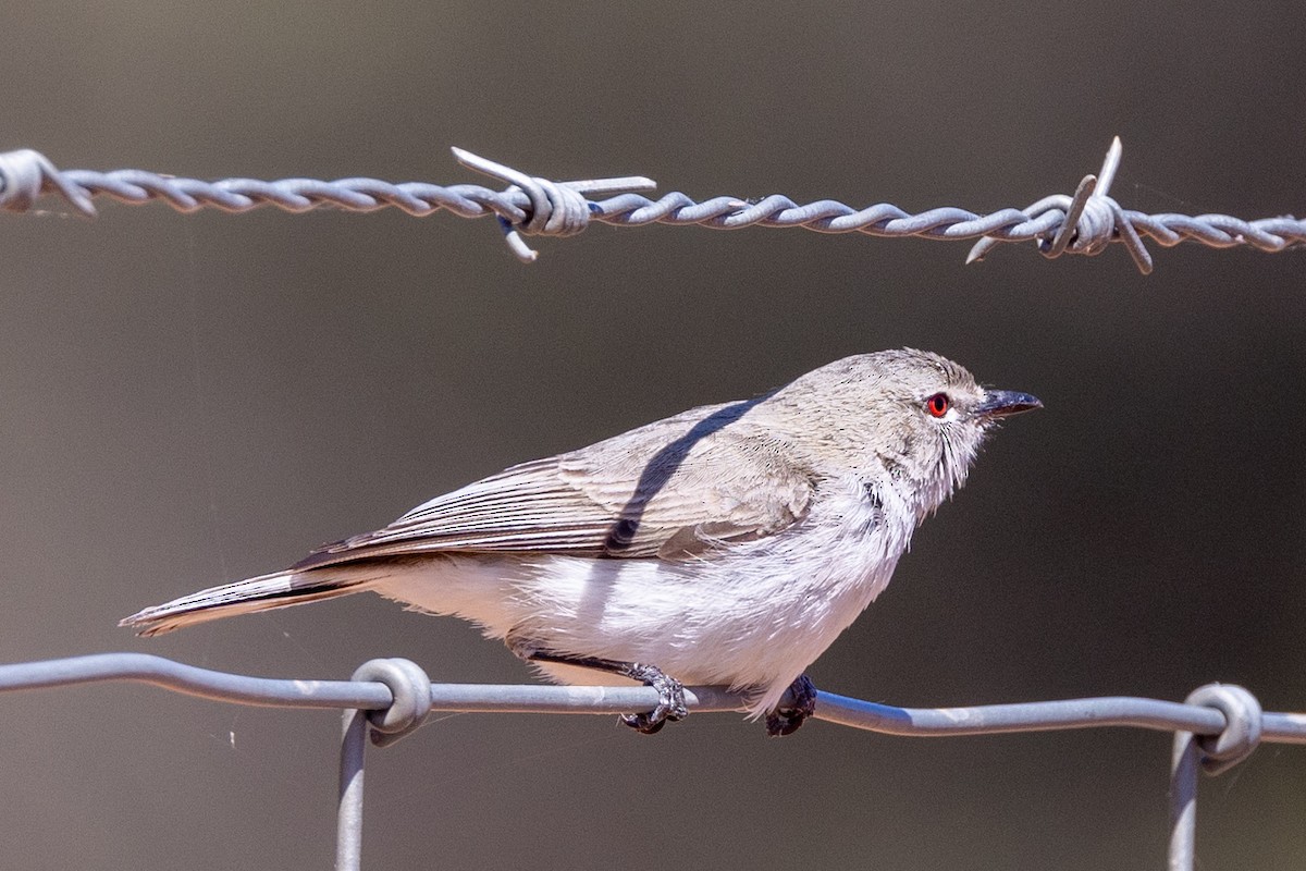 Western Gerygone - ML623786245