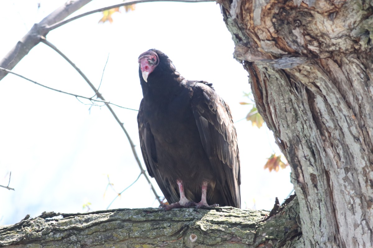 Turkey Vulture - ML623786246