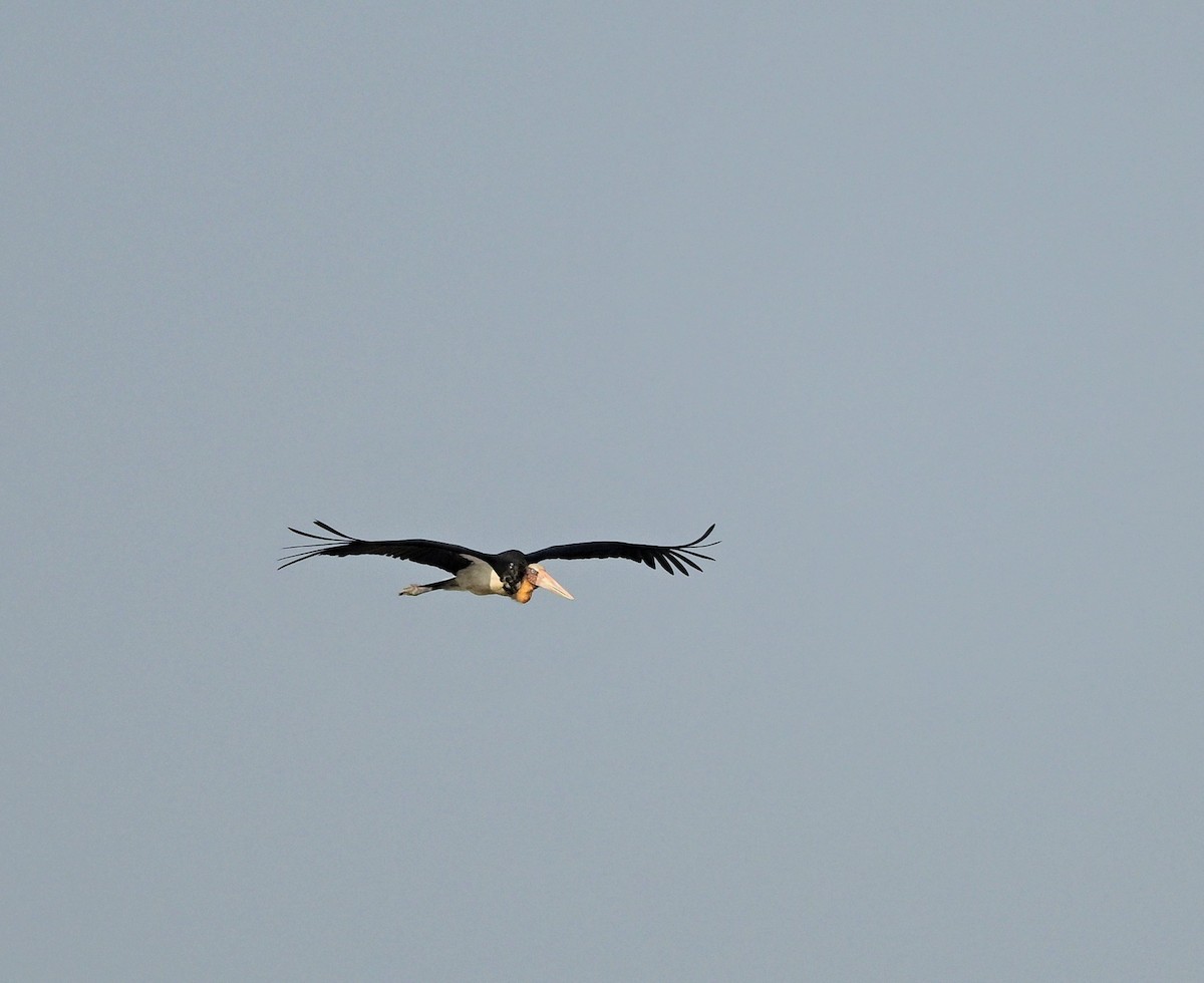 Lesser Adjutant - ML623786250