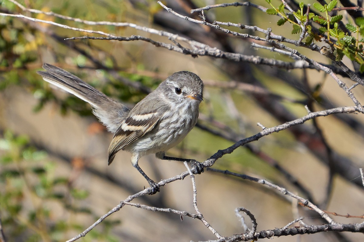 Yellow-billed Tit-Tyrant - ML623786256