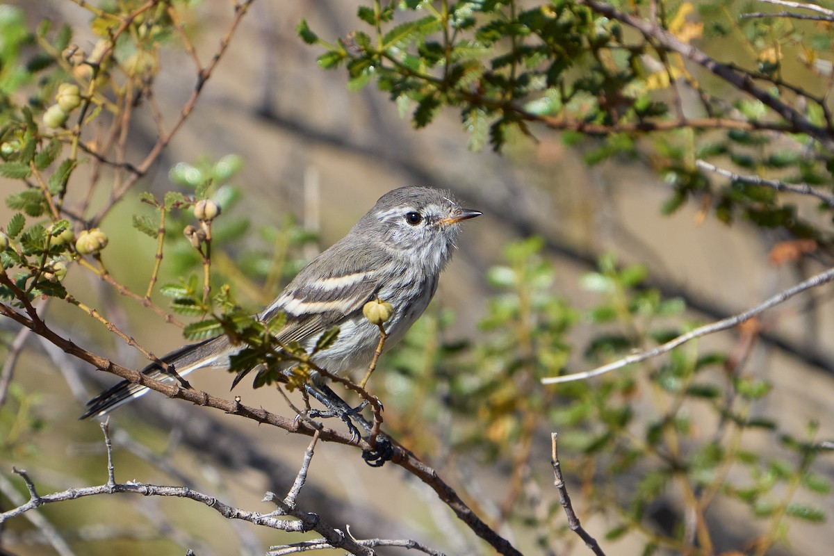 Yellow-billed Tit-Tyrant - ML623786257