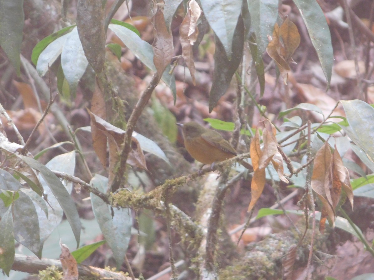 Ochre-bellied Flycatcher - ML623786258