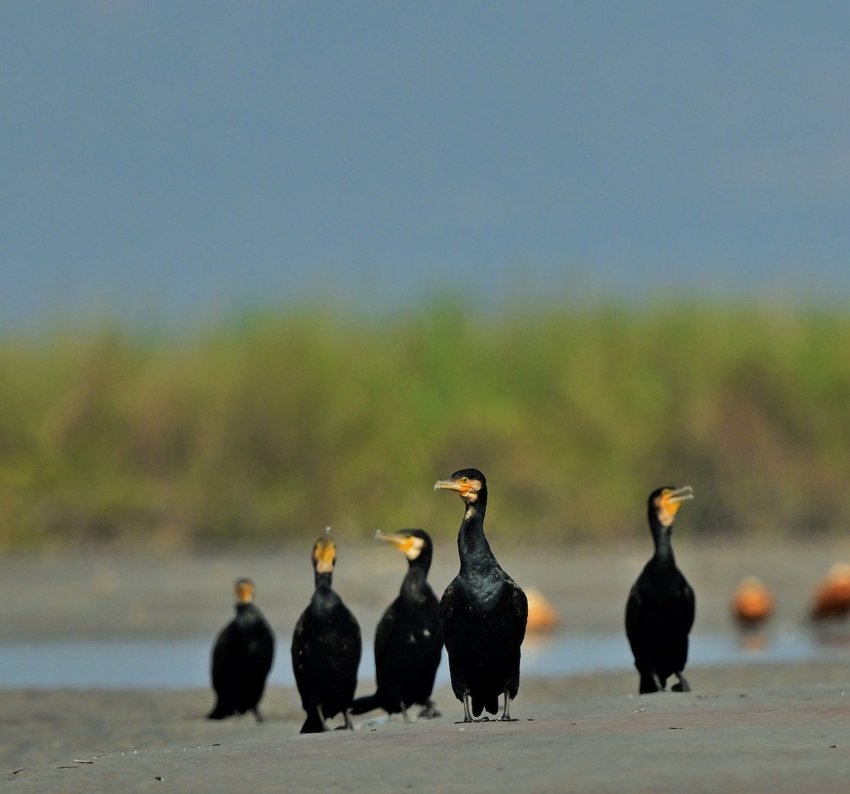 Great Cormorant - ML623786265