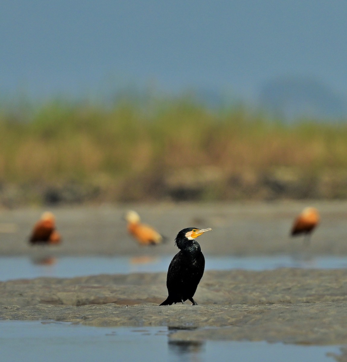 Great Cormorant - Hetali Karia