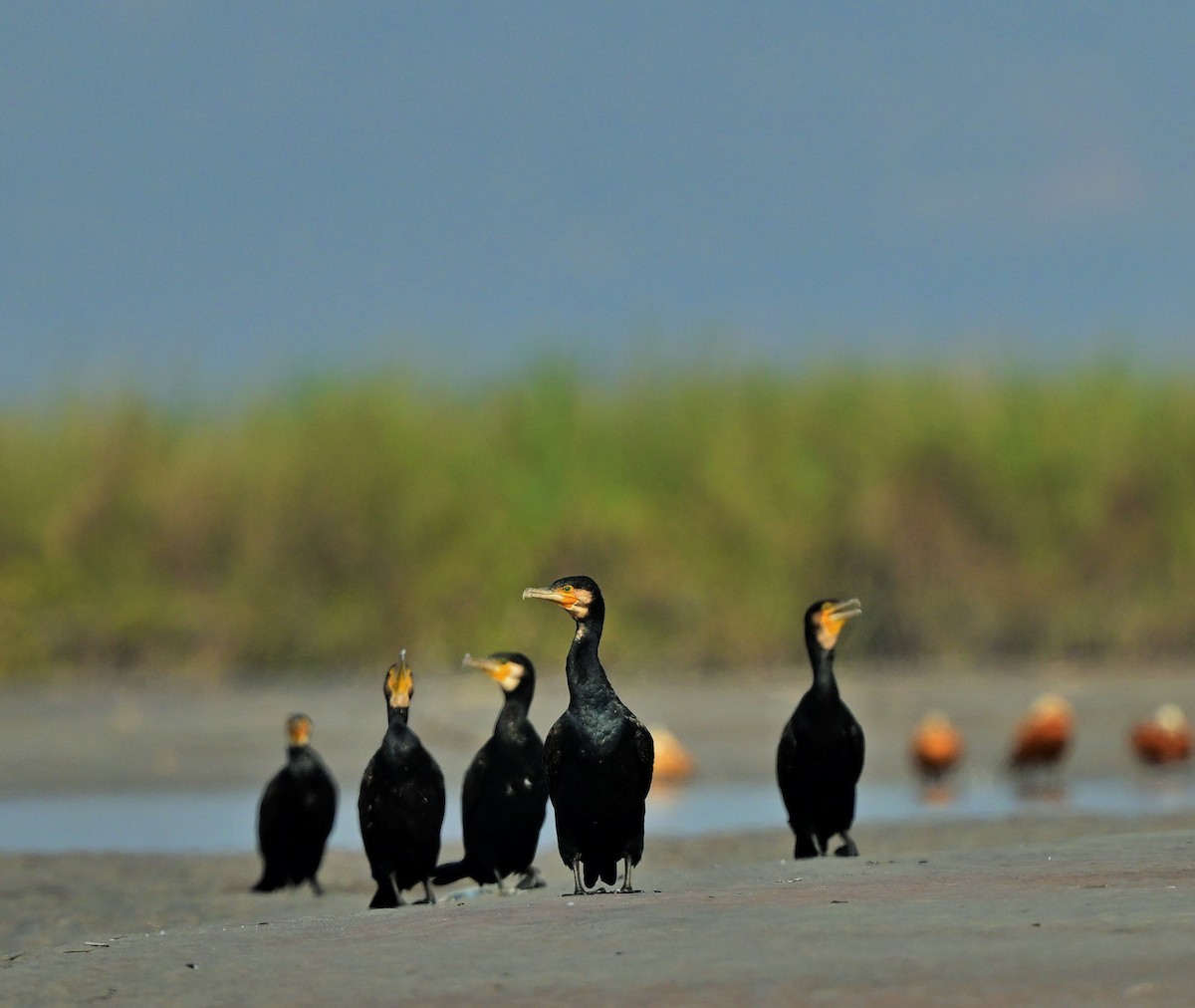 Great Cormorant - ML623786270