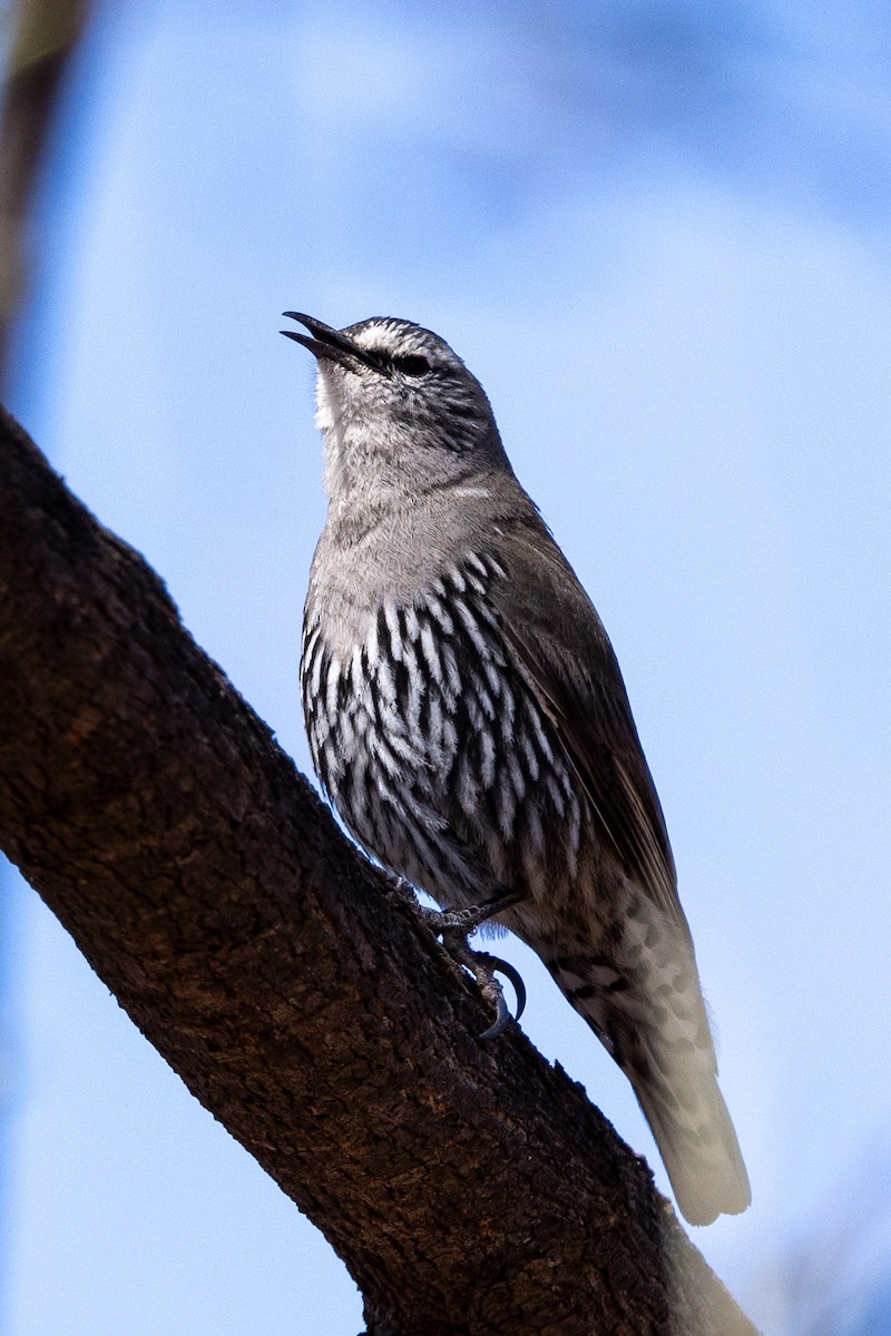 White-browed Treecreeper - ML623786291