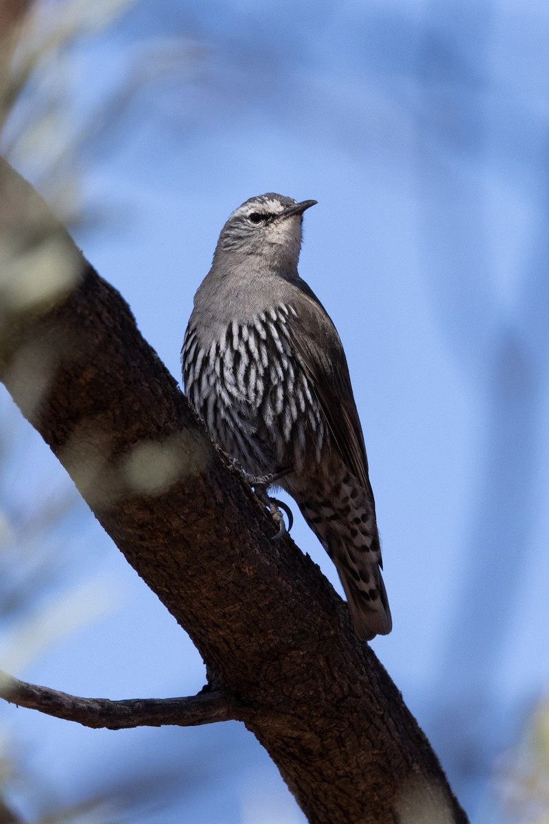 White-browed Treecreeper - ML623786292