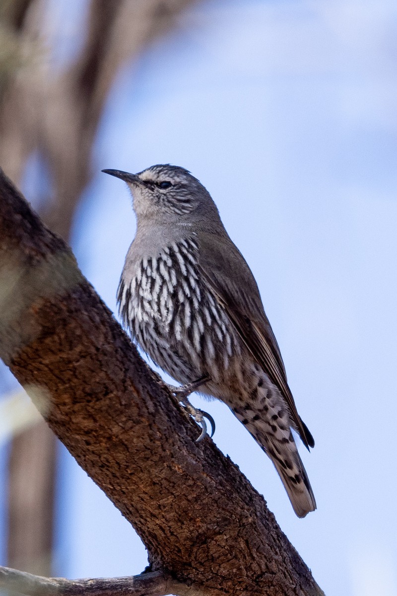 White-browed Treecreeper - ML623786293