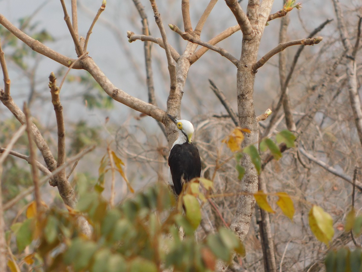 White Woodpecker - ML623786296