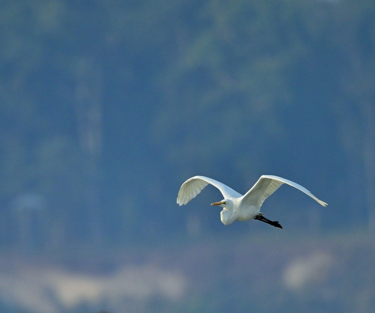 Great Egret - ML623786298