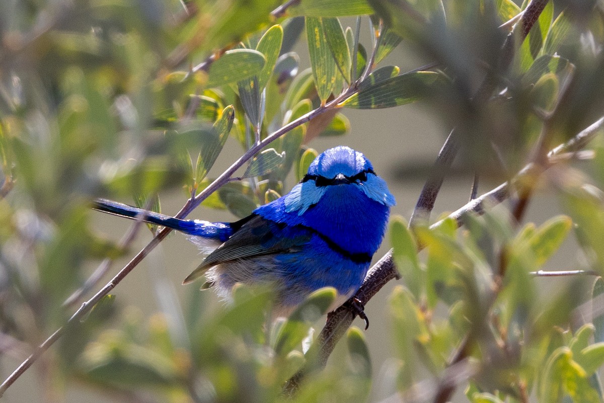 Splendid Fairywren - ML623786308