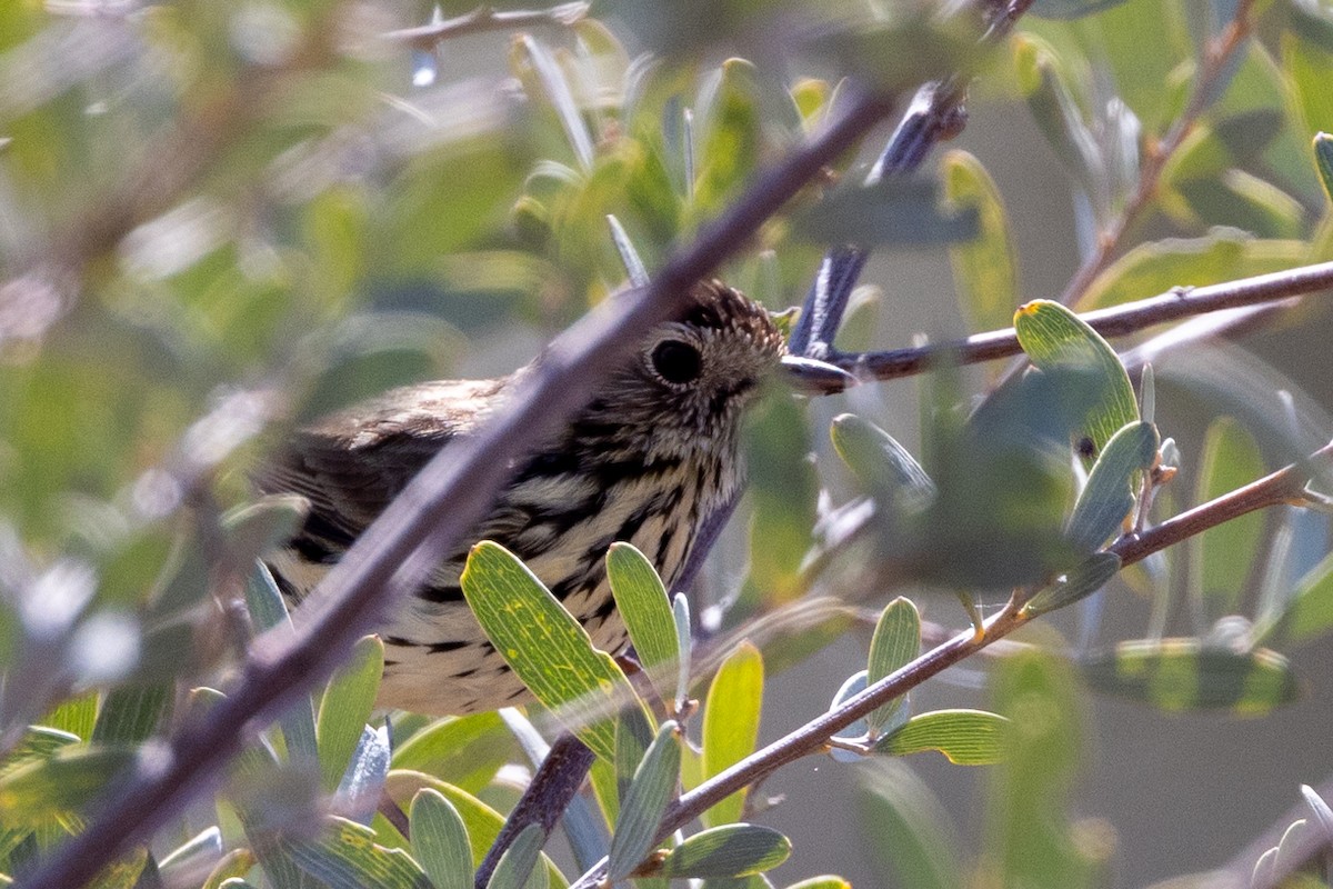 Speckled Warbler - ML623786324