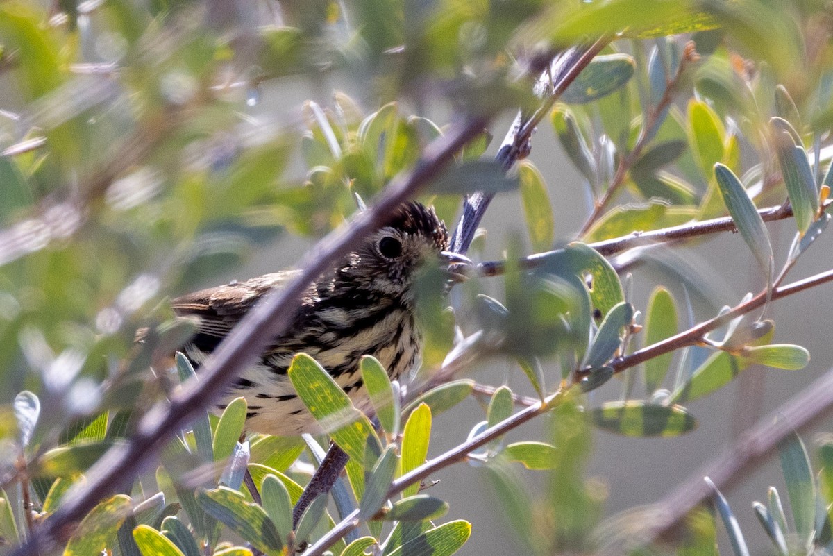 Speckled Warbler - ML623786325