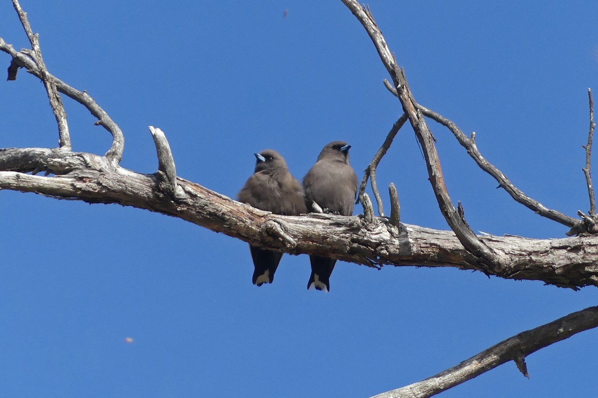 Dusky Woodswallow - ML623786333