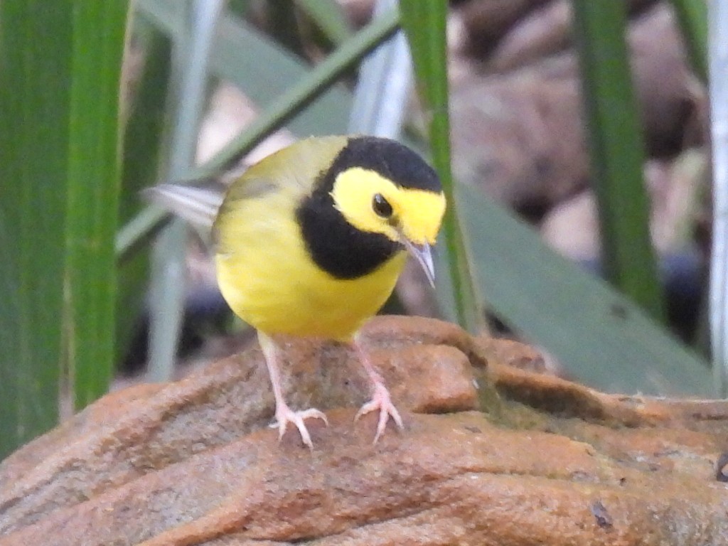 Hooded Warbler - ML623786340