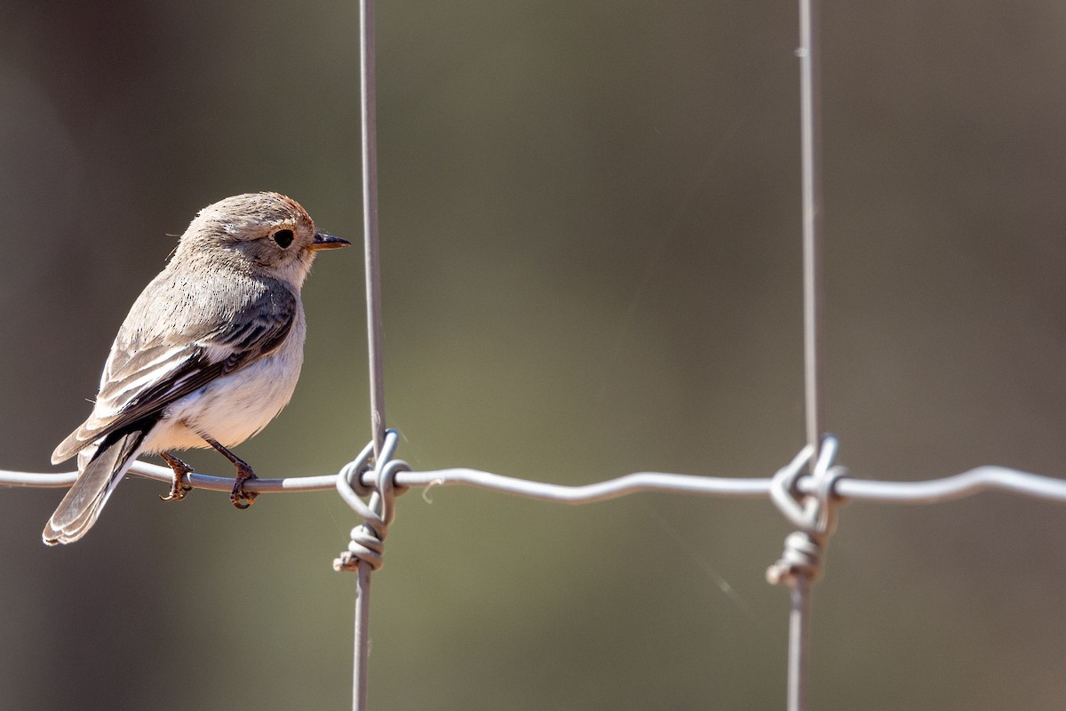 Red-capped Robin - ML623786341