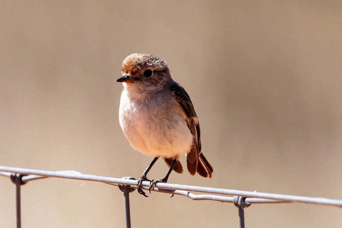 Red-capped Robin - ML623786342