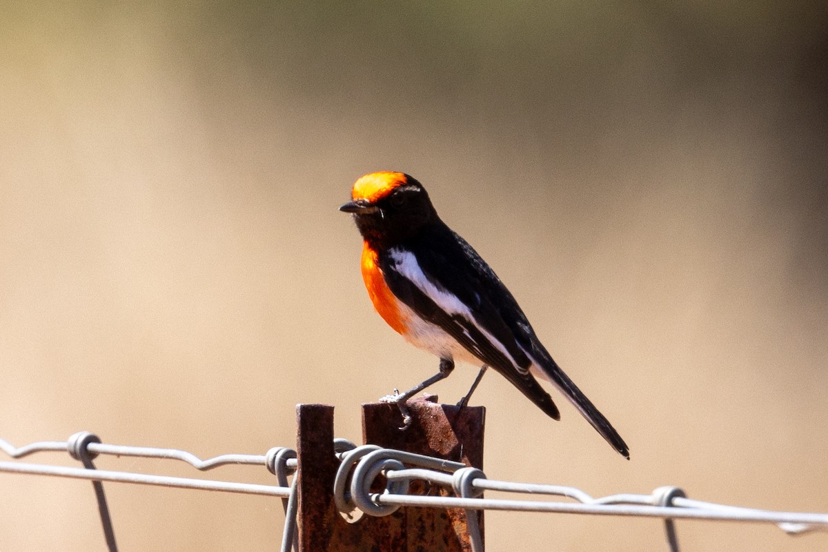 Red-capped Robin - ML623786343