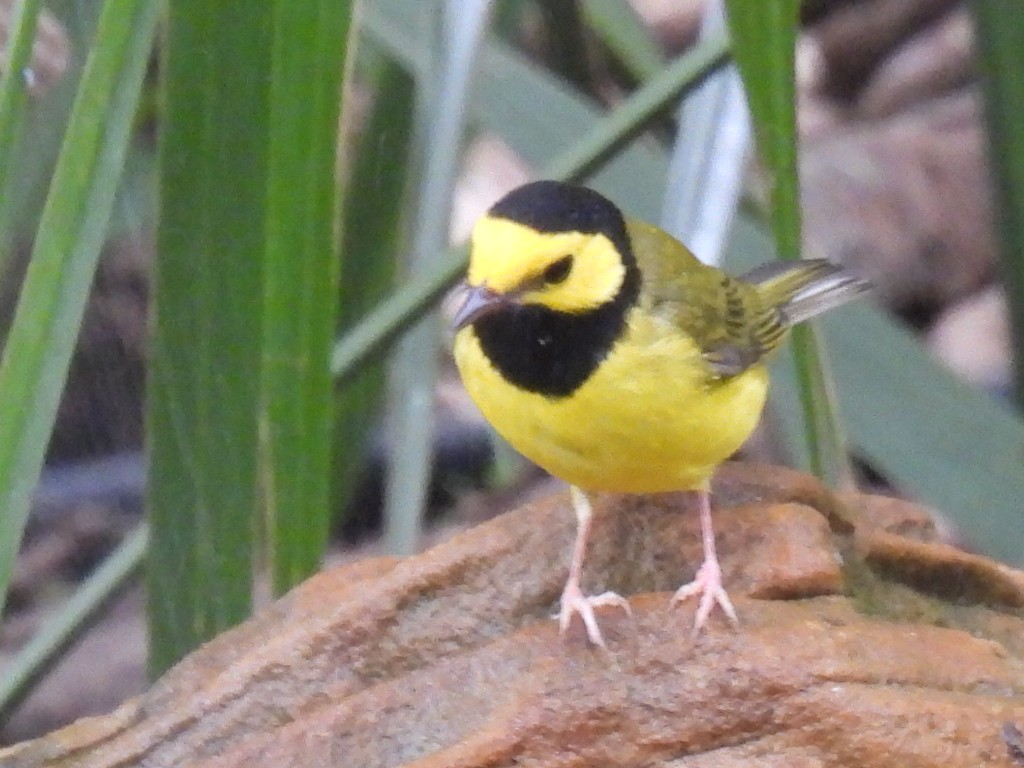 Hooded Warbler - ML623786345