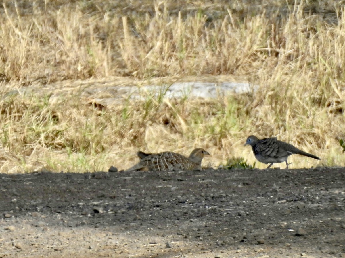 Gray Francolin - ML623786346