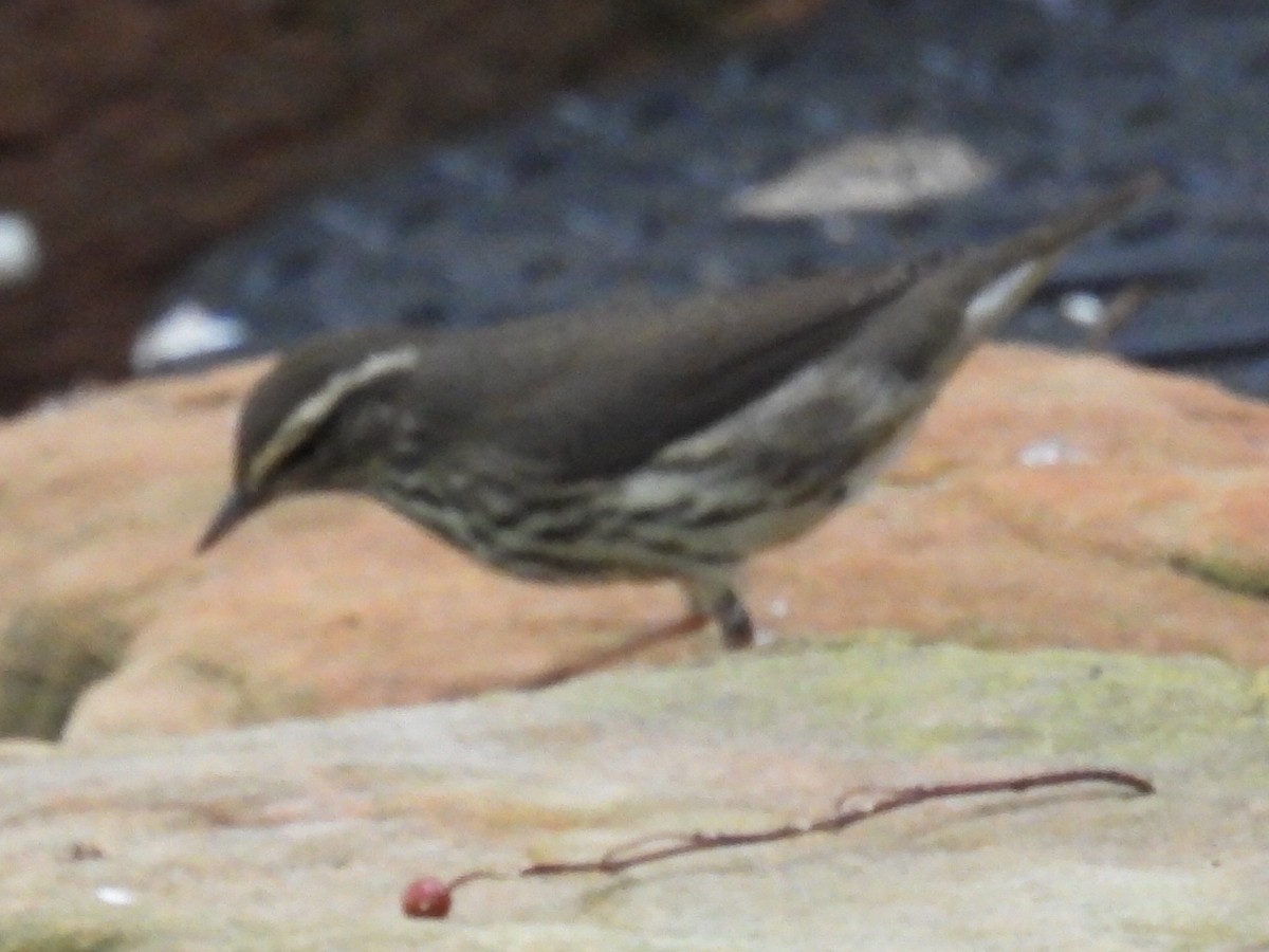 Northern Waterthrush - ML623786351