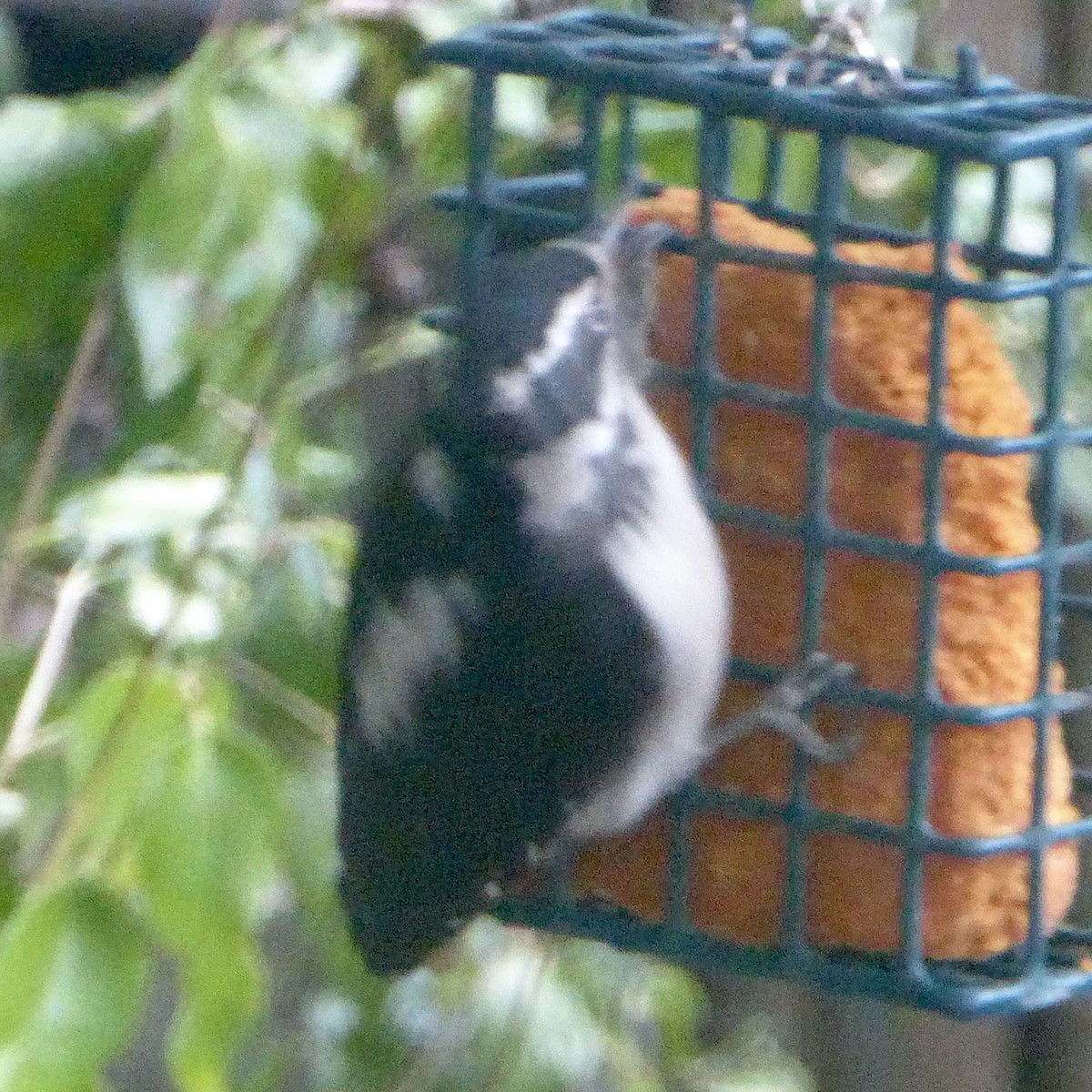 Downy Woodpecker - ML623786361