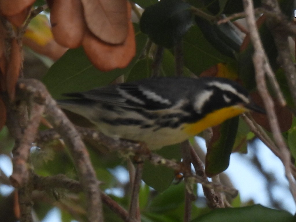 Yellow-throated Warbler - ML623786419