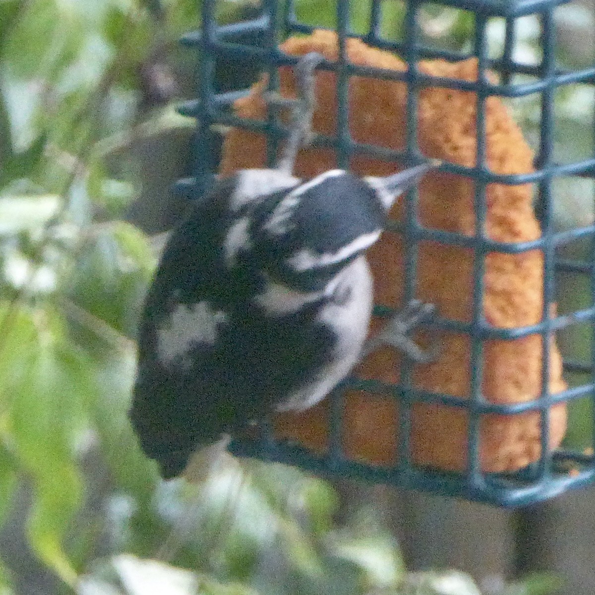 Downy Woodpecker - ML623786420