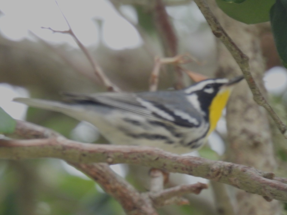 Yellow-throated Warbler - ML623786422