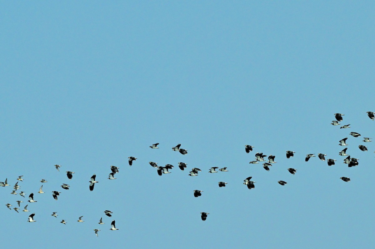 Northern Lapwing - ML623786426