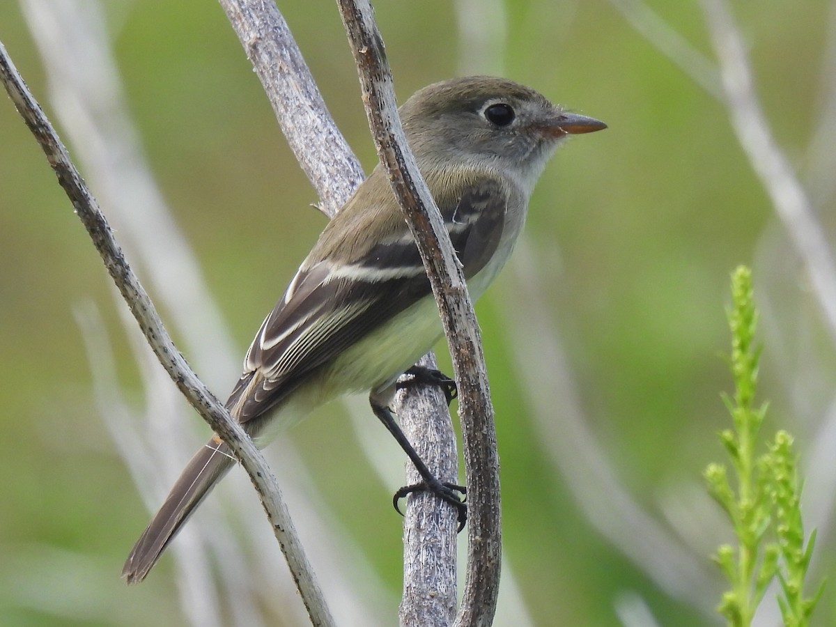 Least Flycatcher - ML623786441