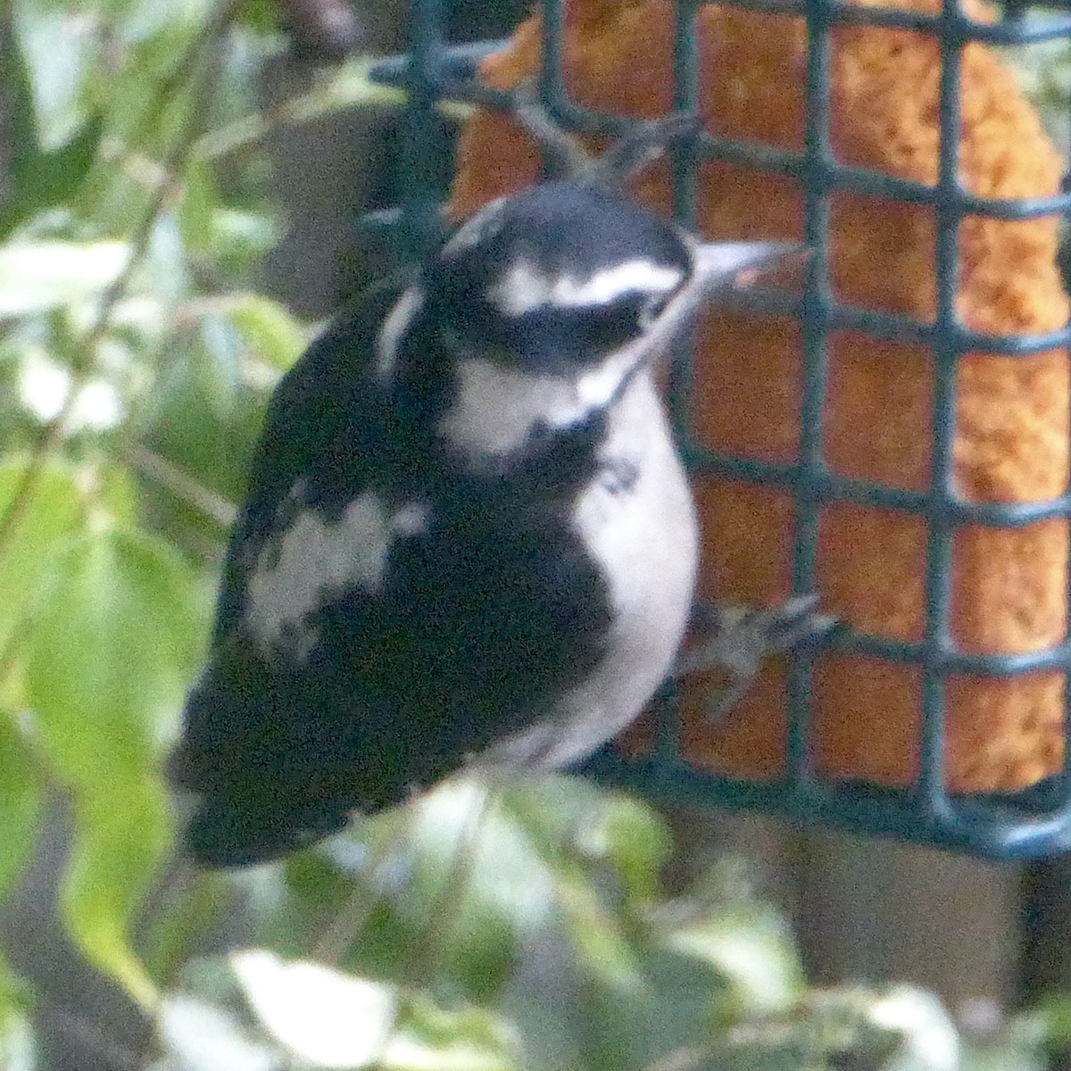 Downy Woodpecker - Anonymous