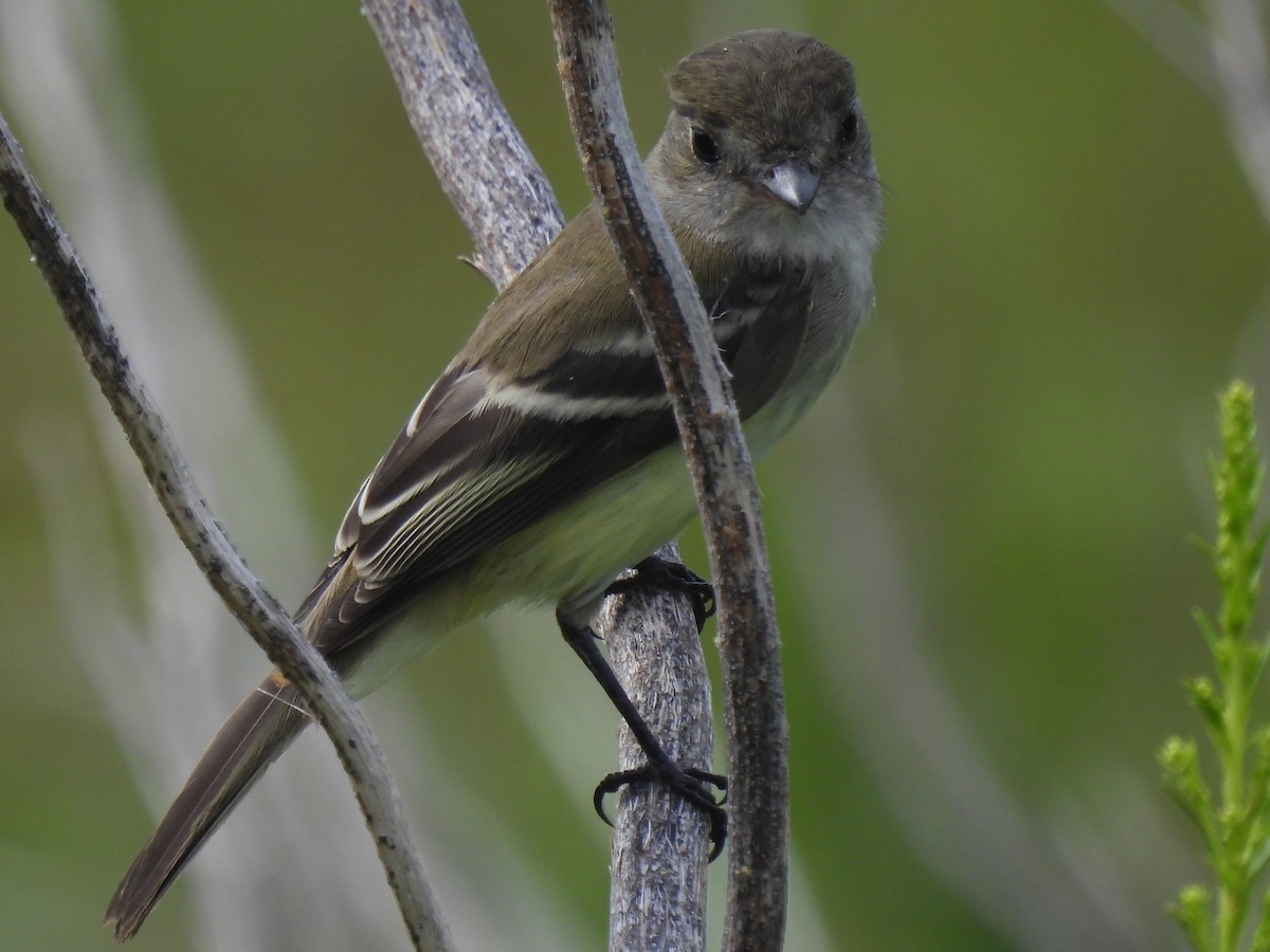 Least Flycatcher - ML623786449