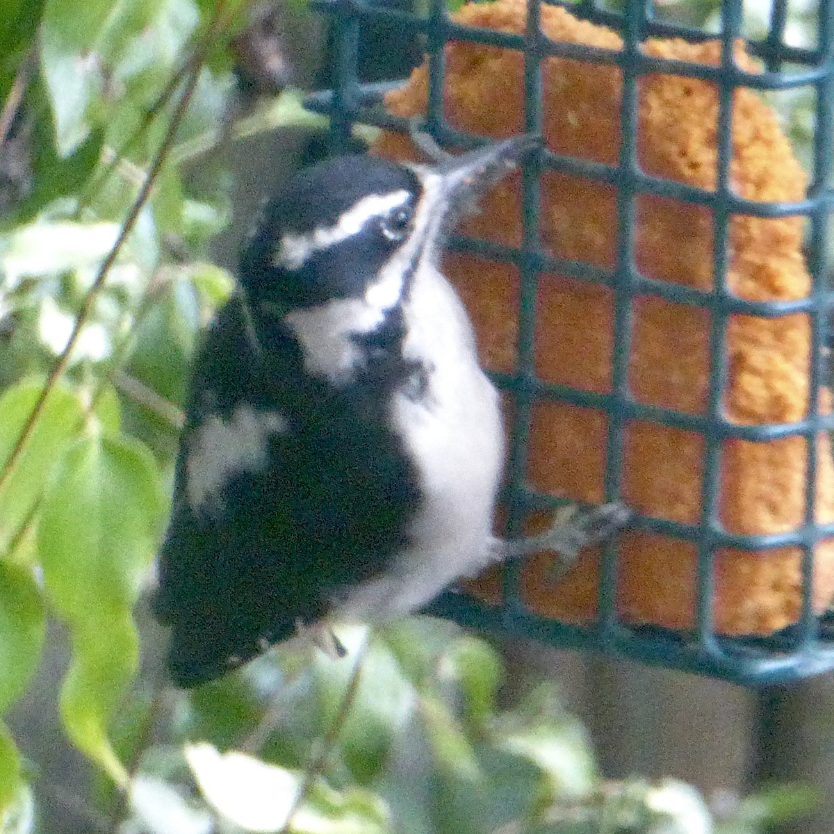 Downy Woodpecker - ML623786451