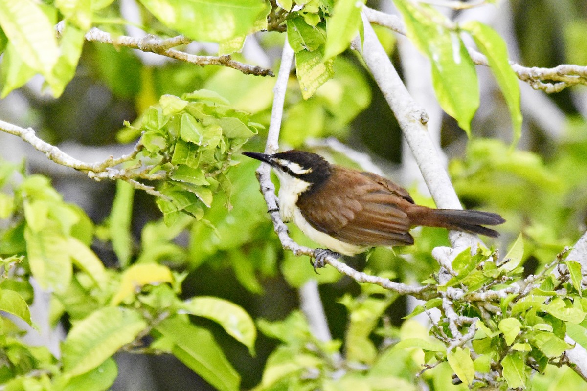 Bicolored Wren - Marcelo Cuadrado