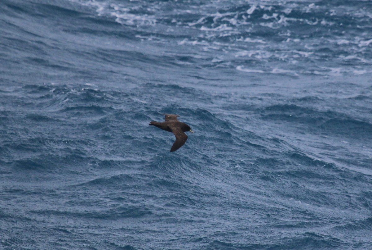 White-chinned Petrel - ML623786490