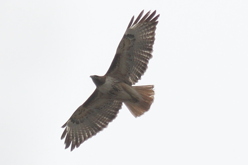 Red-tailed Hawk - ML623786496