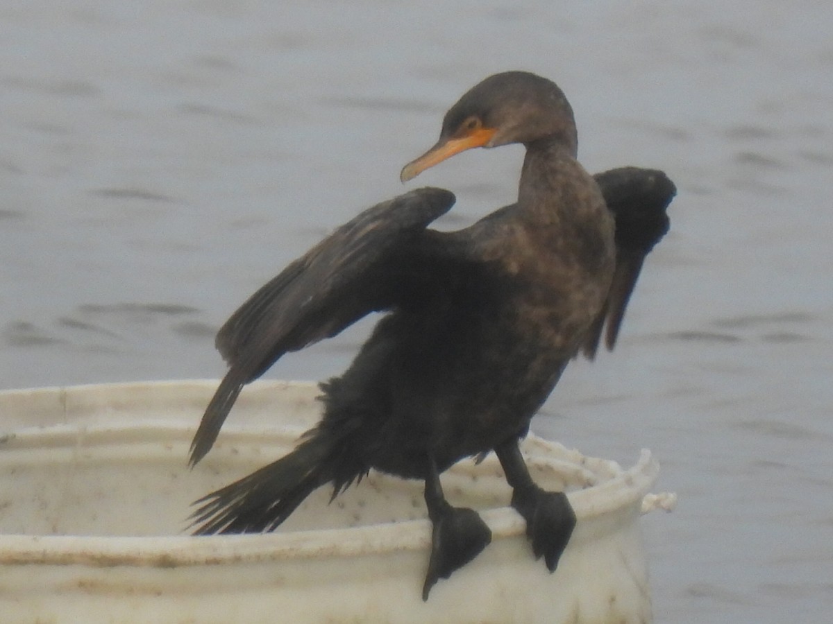 Neotropic Cormorant - ML623786528