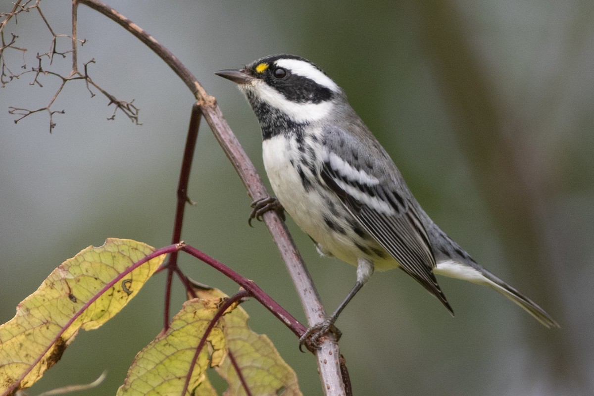 Black-throated Gray Warbler - Rob Fowler