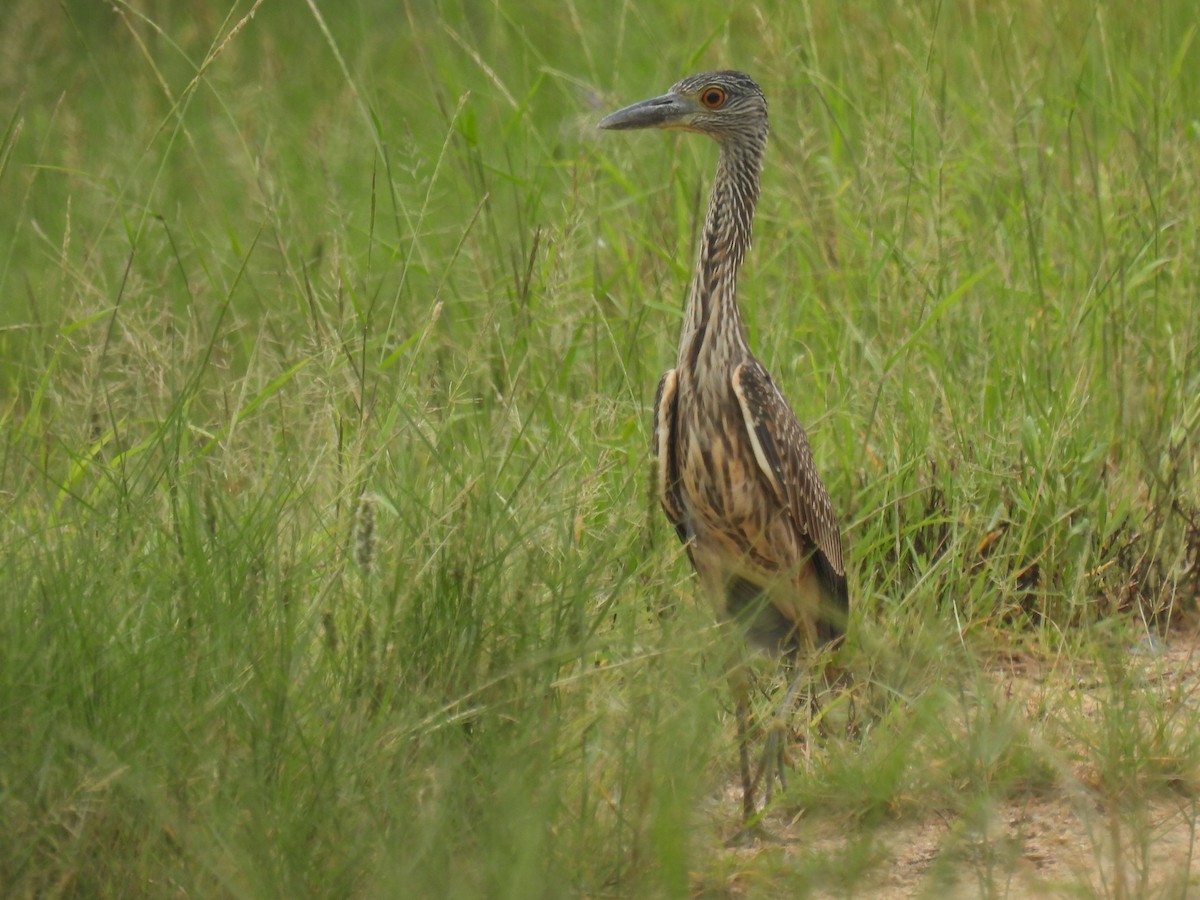 Yellow-crowned Night Heron - ML623786618