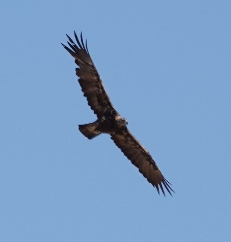 Цармын бүргэд - ML623786657
