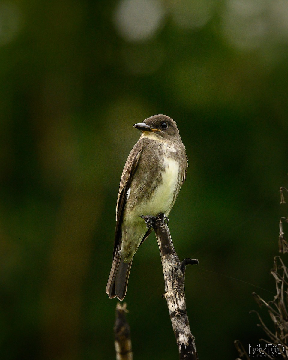 Olive-sided Flycatcher - ML623786670