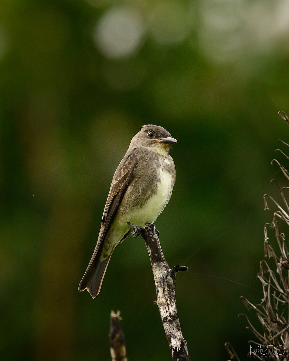 Olive-sided Flycatcher - ML623786671
