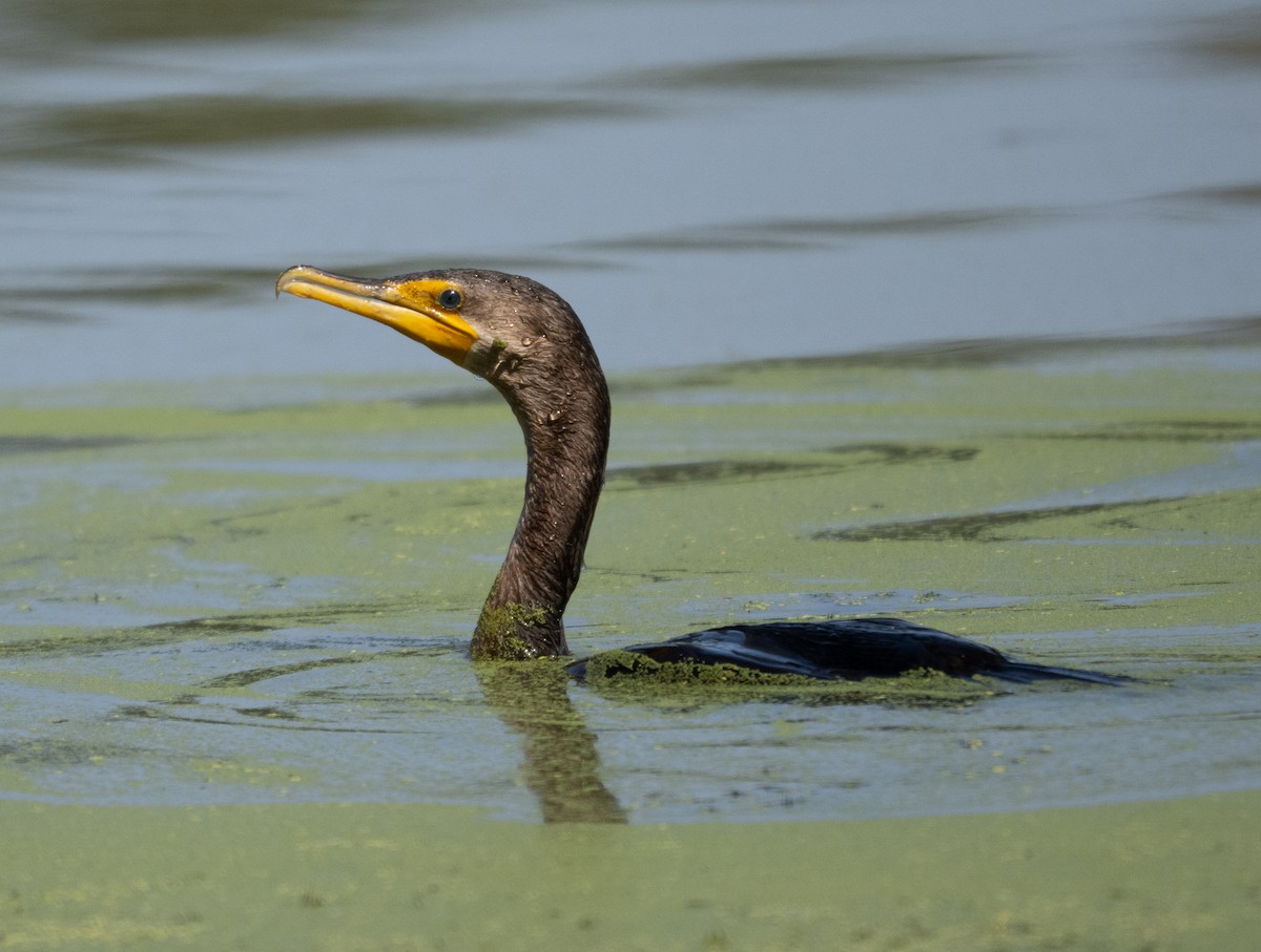 Cormorán Orejudo - ML623786772