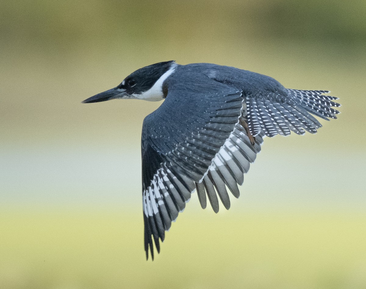 Belted Kingfisher - ML623786778